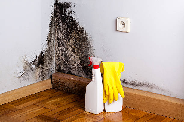 Water damage restoration mold remediation in Ajo, AZ